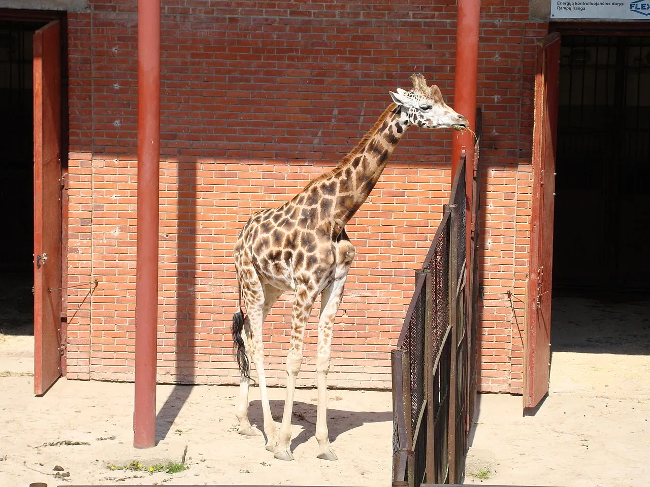 Kauno zoologijos sodas laukia antros žirafos