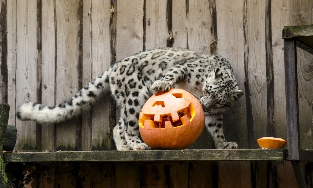 Moliūgadienis zoologijos sode