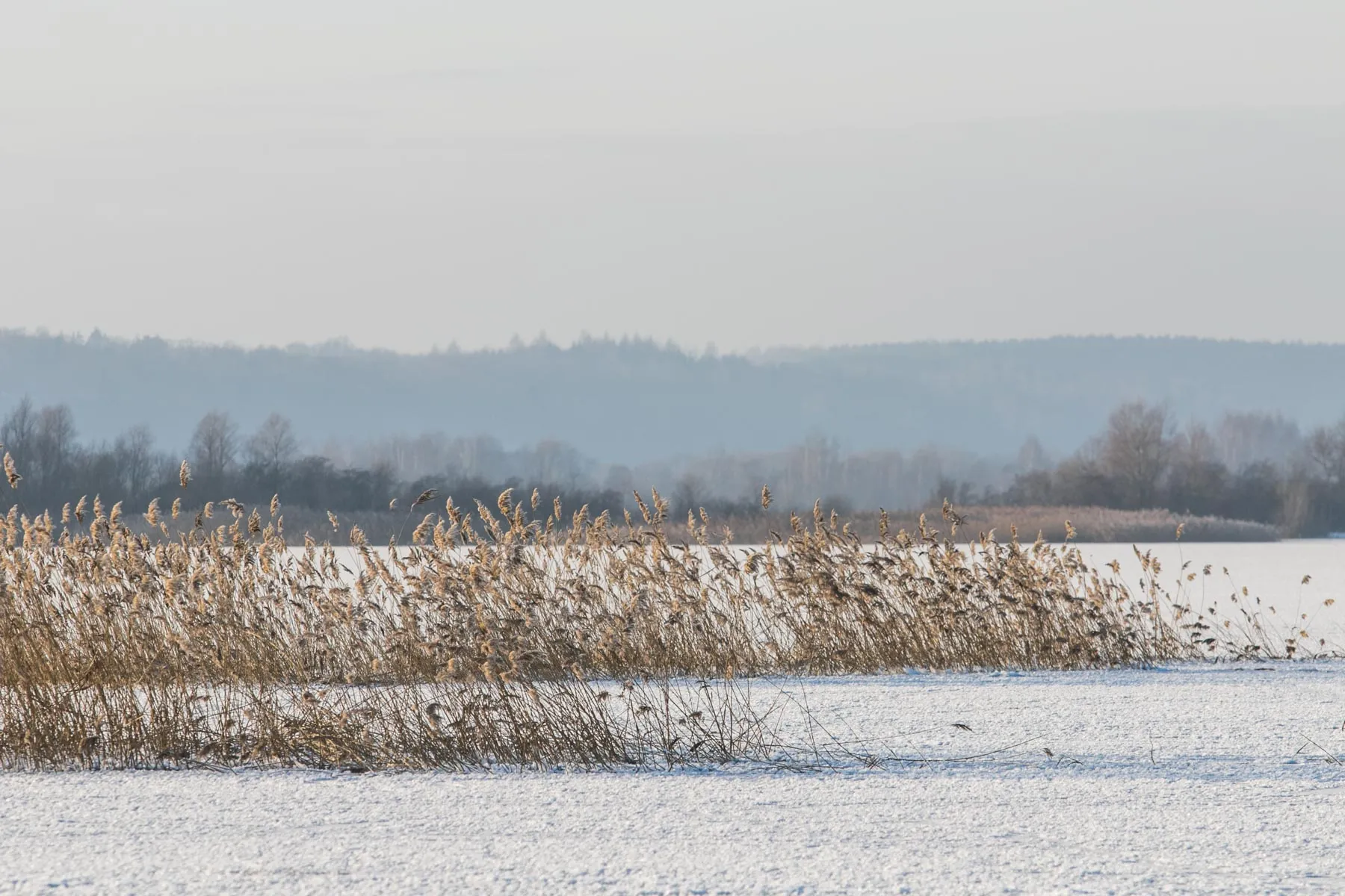 Vandens telkiniai Kaune dengiasi ledu: ar saugu ant jo lipti?