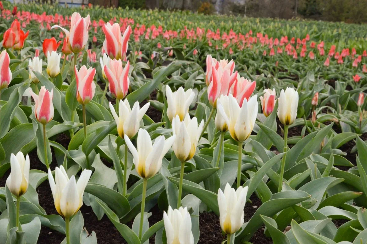 Tulpės Kauno botanikos sode