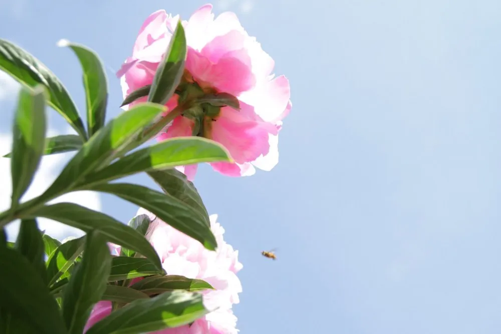 Bijūnai VDU Botanikos sode