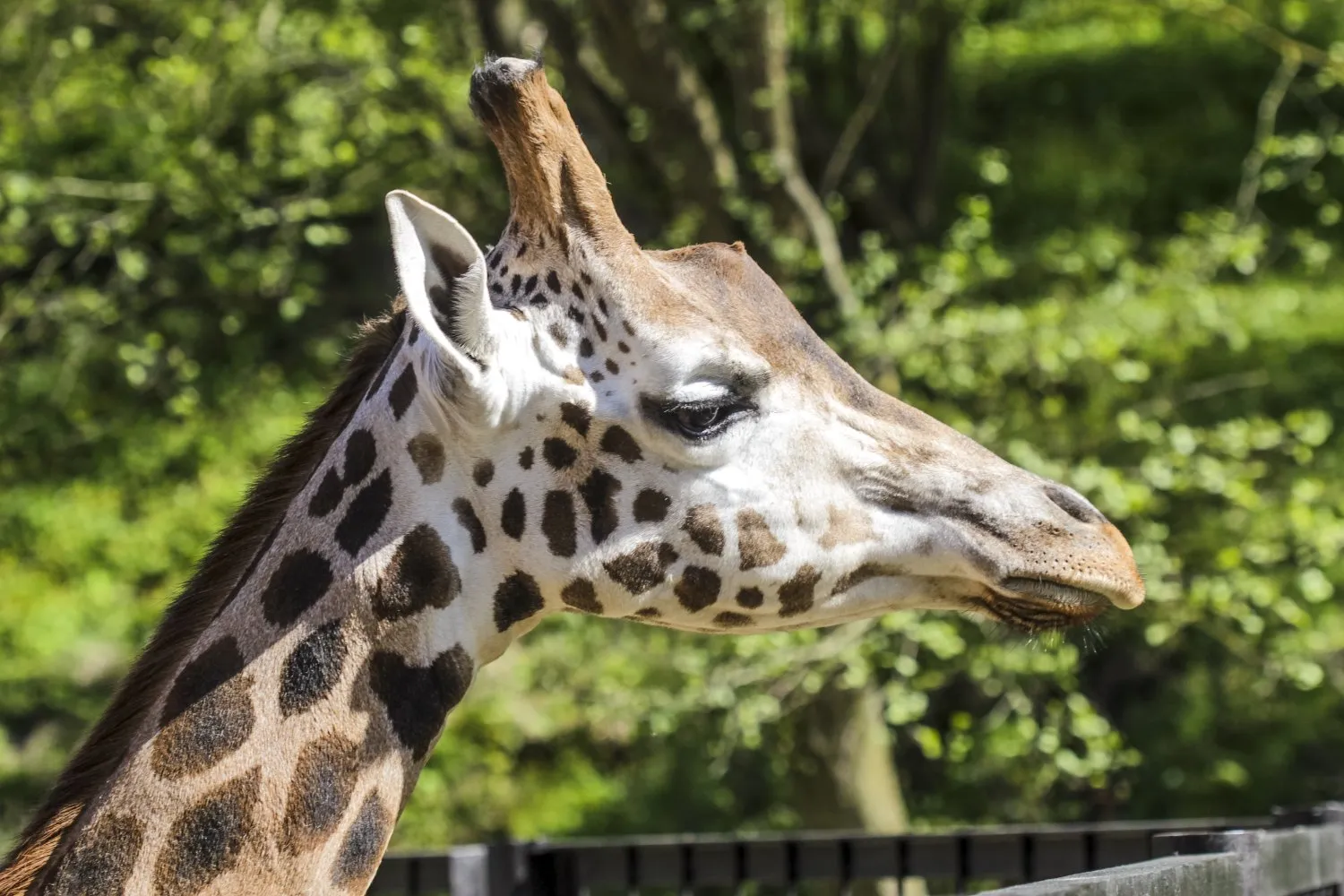 Pasaulinė žirafų diena