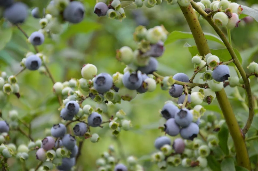 Šilauogės VDU Botanikos sode