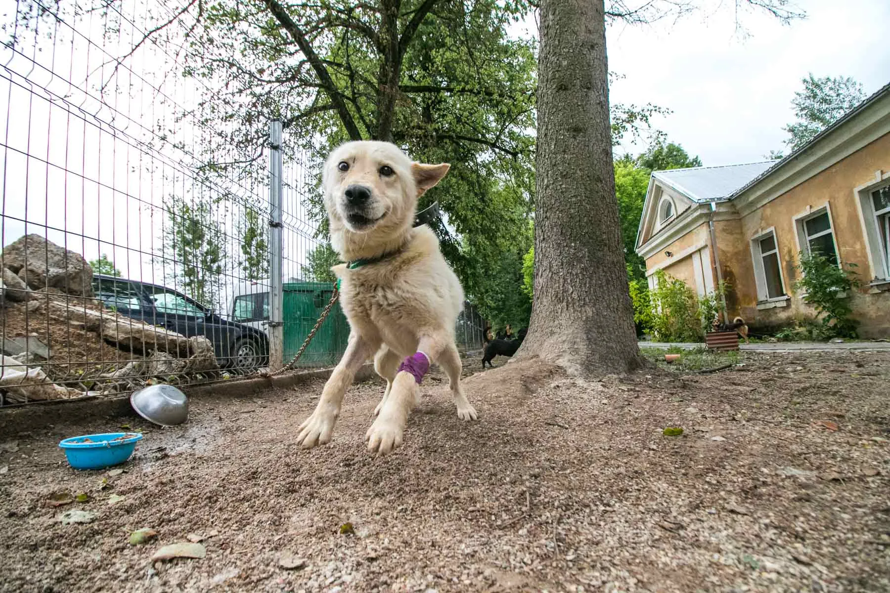 Beglobiai gyvūnai „Penktoje kojoje“