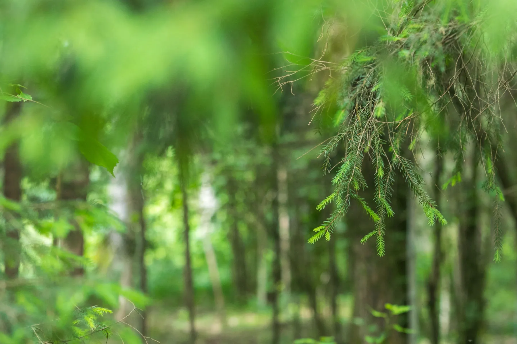 Kleboniškio miškas