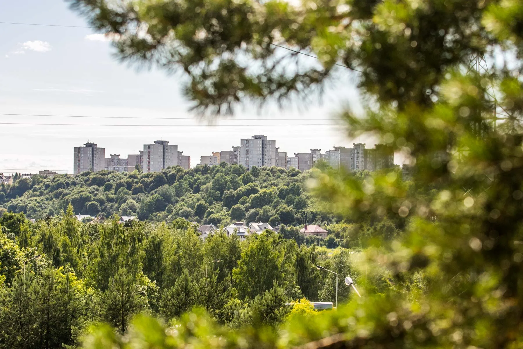 Kleboniškio miškas