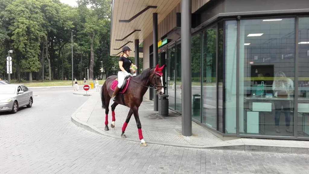 Žirgas prie autobusų stoties