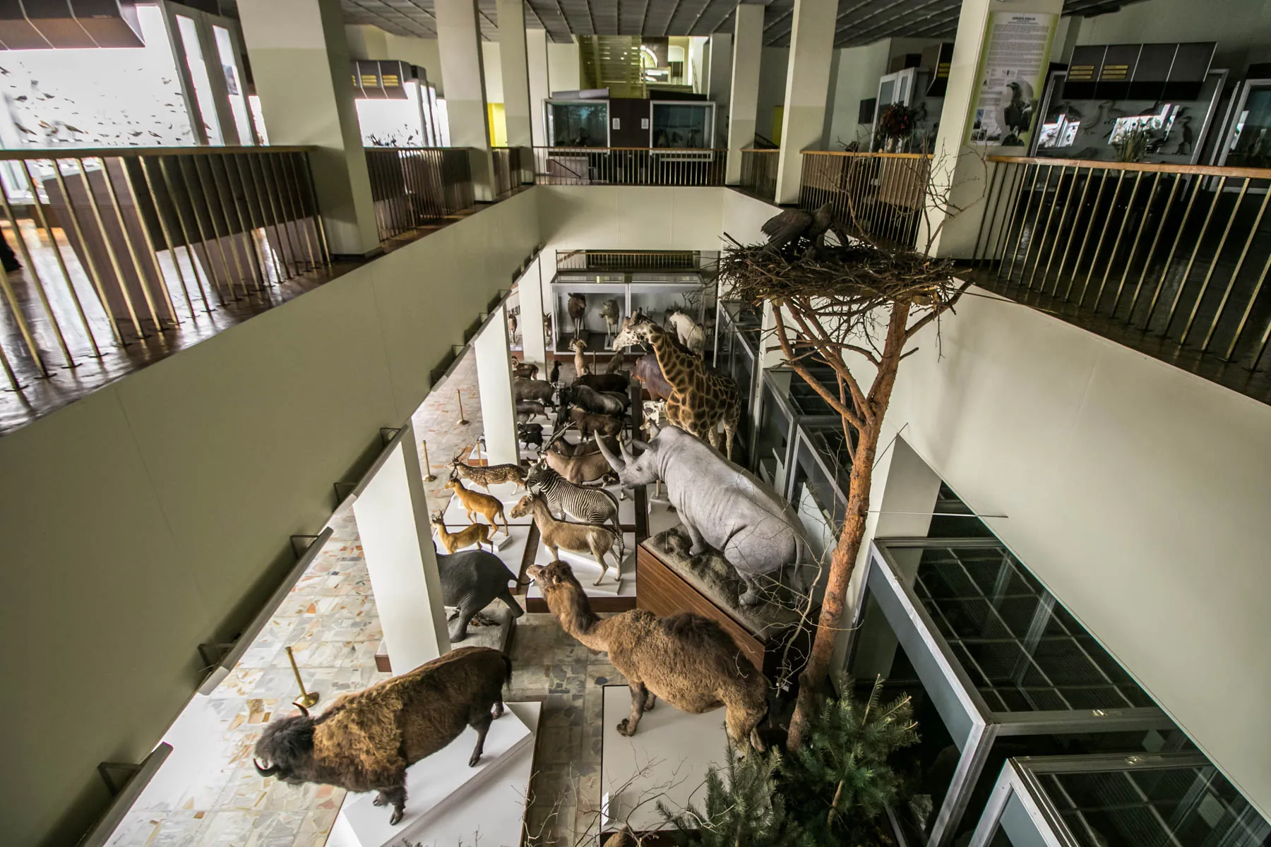 T. Ivanausko zoologijos muziejus