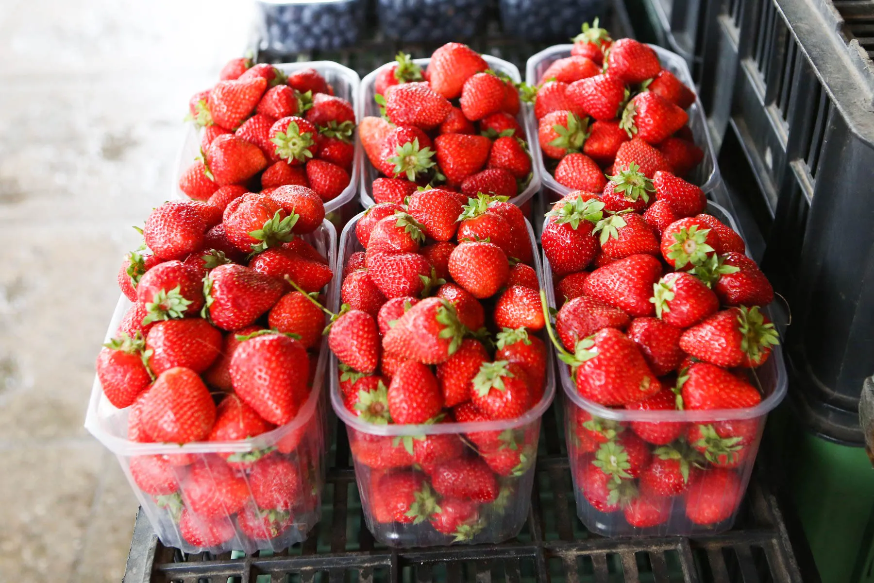 Lietuviškos braškės Kaune