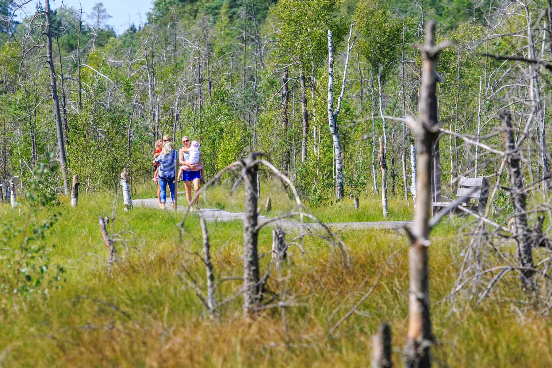 Dubravos rezervatinės apyrubės pažintinis takas
