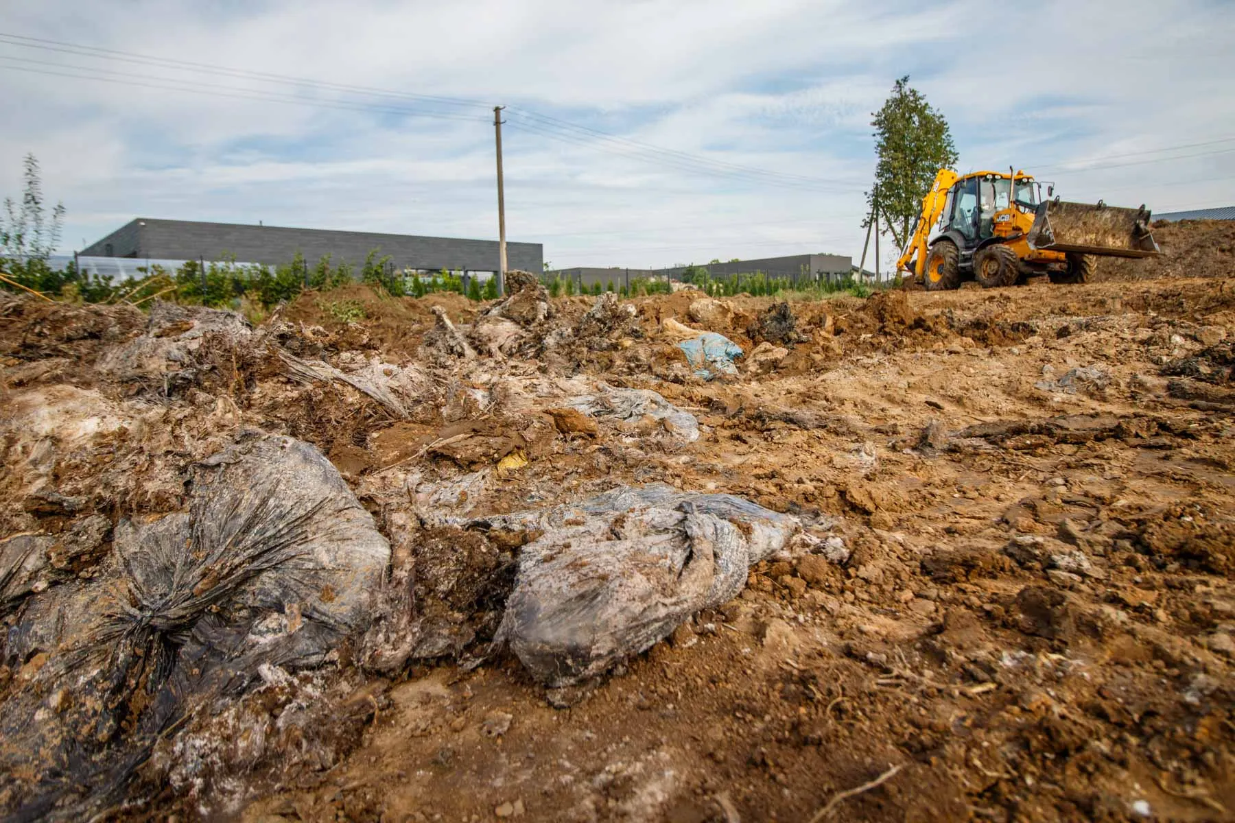 Gyvūnų palaikai Aleksote