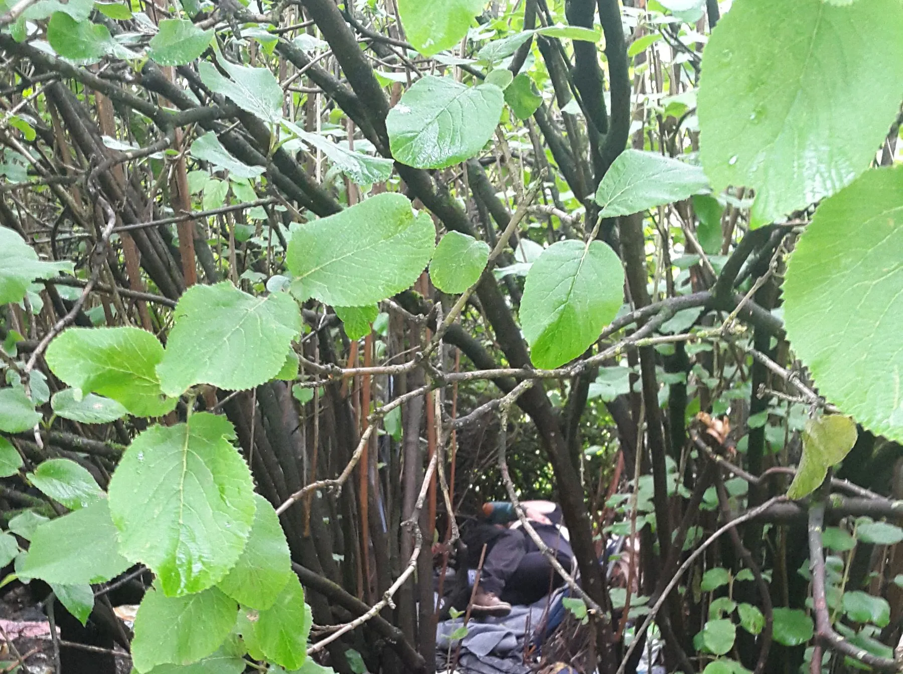 Pora užsiima seksu Kalniečių parke