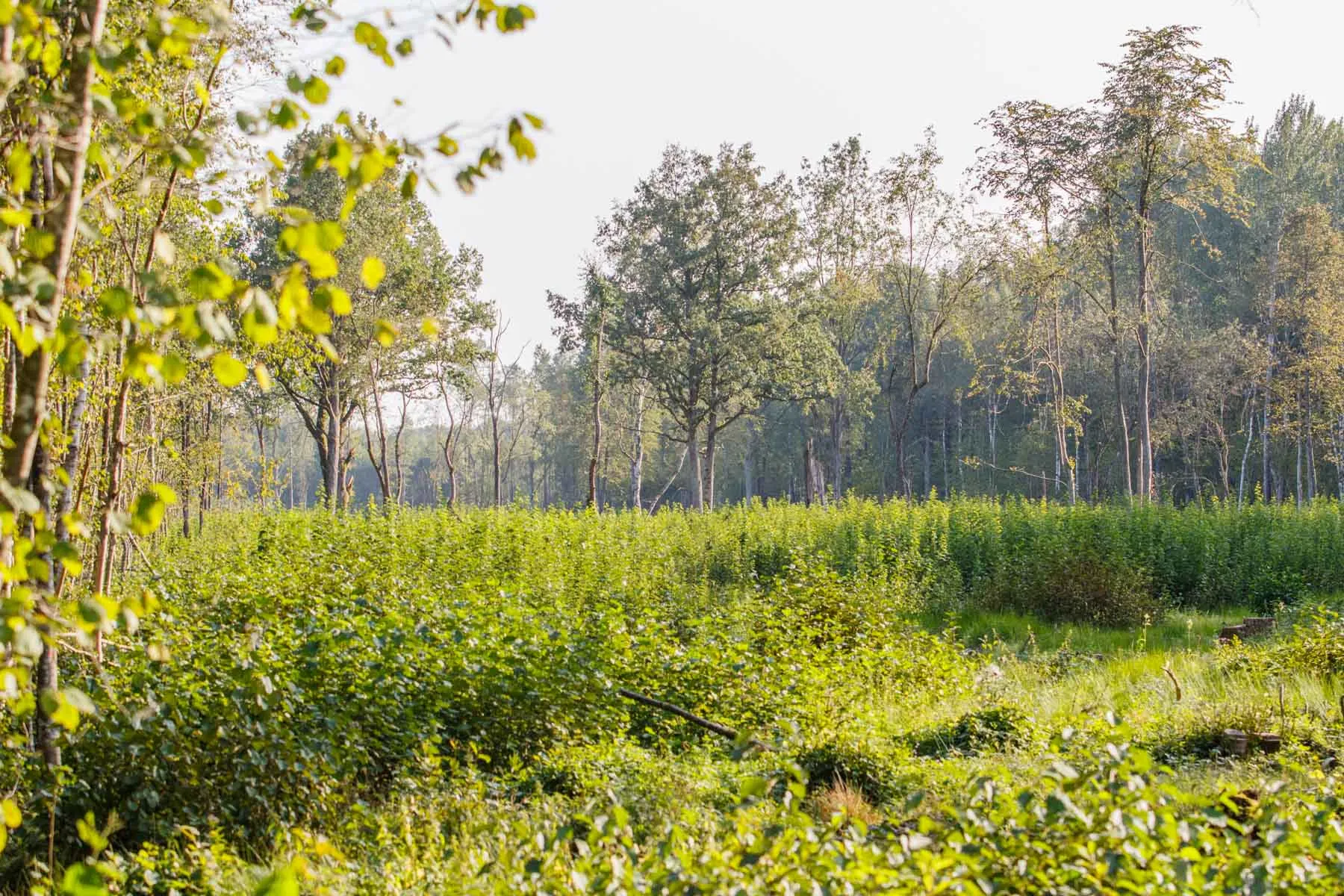 Elnių riaumojimas miške