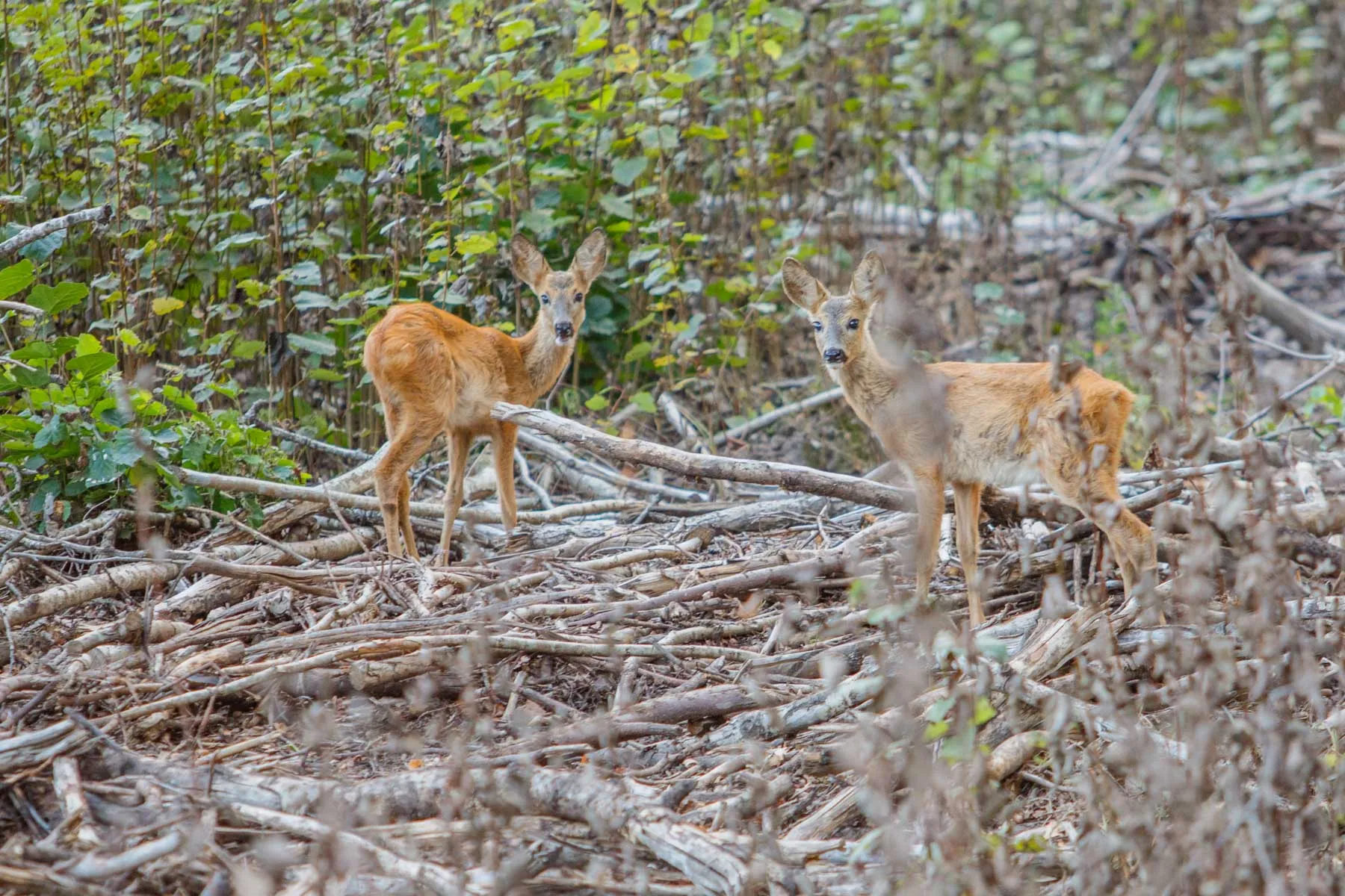Elnių riaumojimas miške