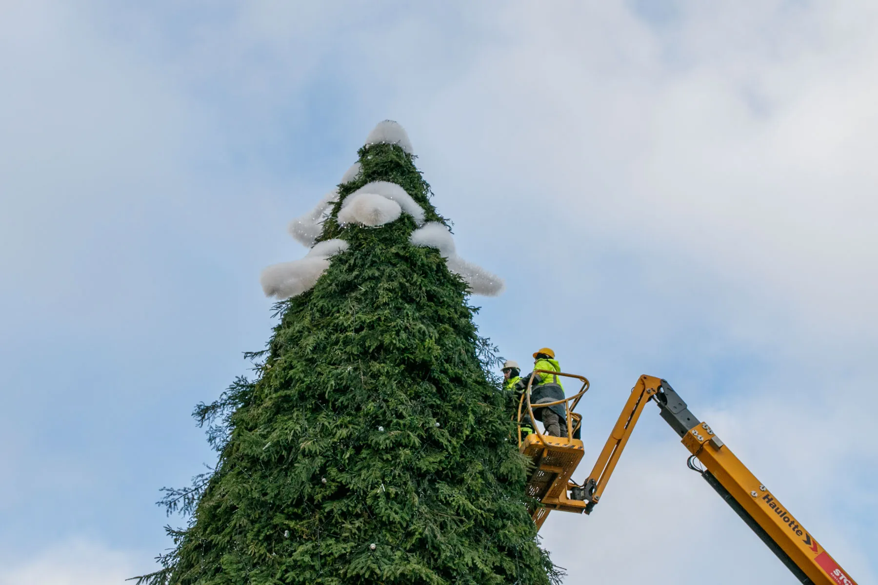 Rotušės aikštėje kyla Kauno kalėdinė eglutė