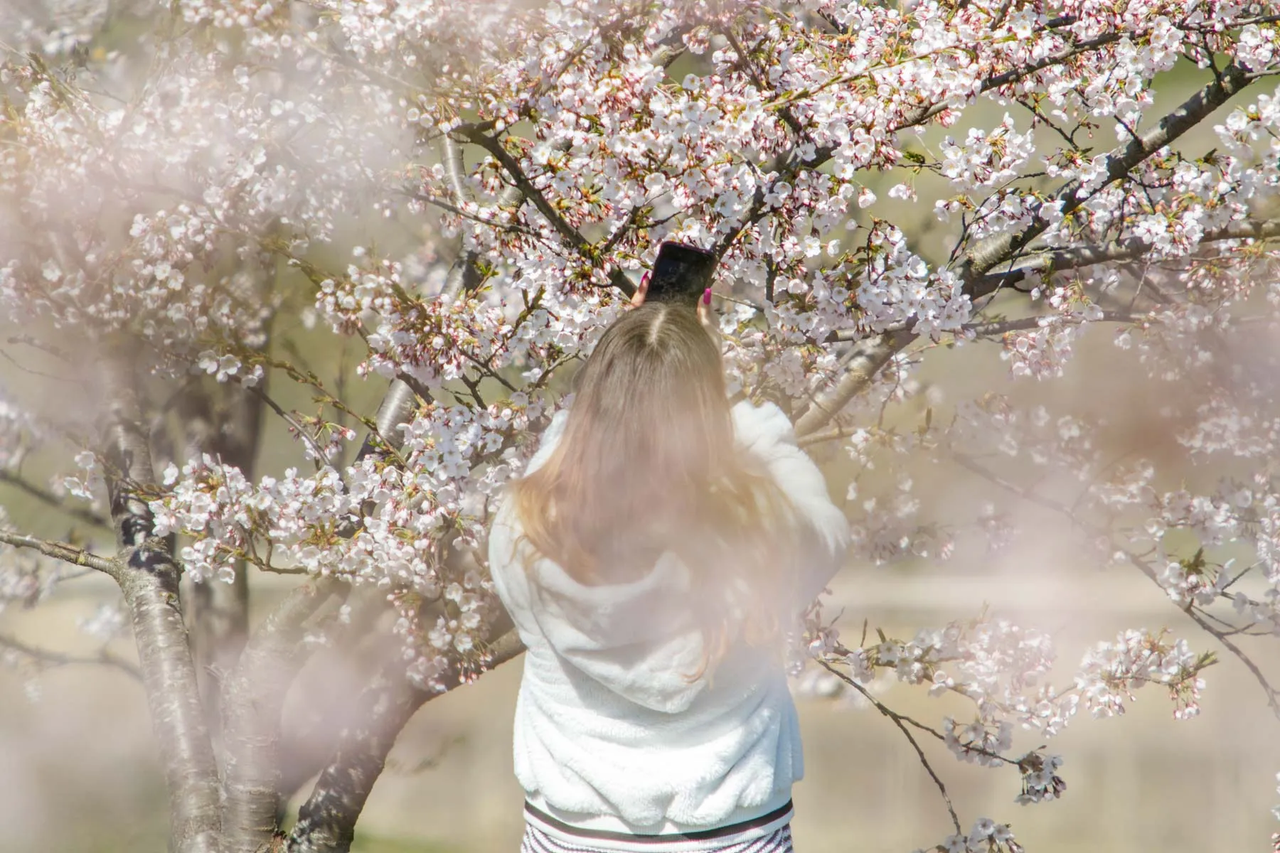 Pražydusios Sakuros Nemuno saloje