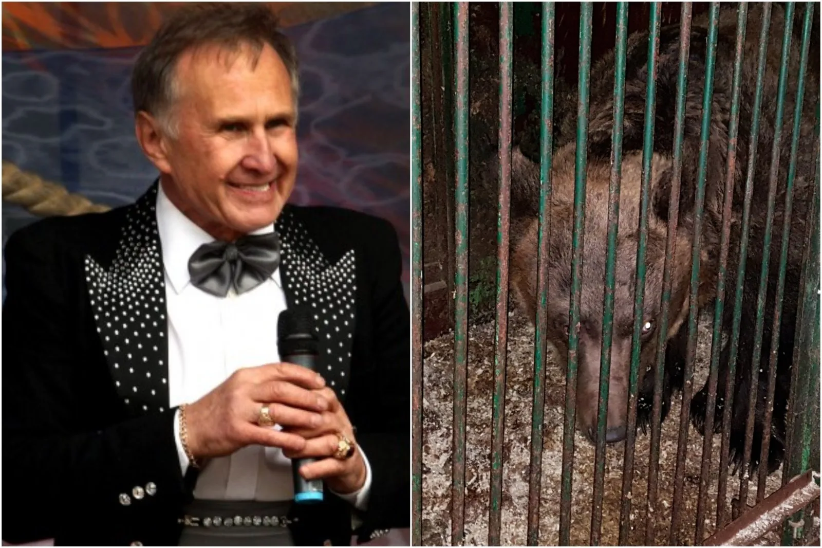 Nikolajus Zobovas, meška