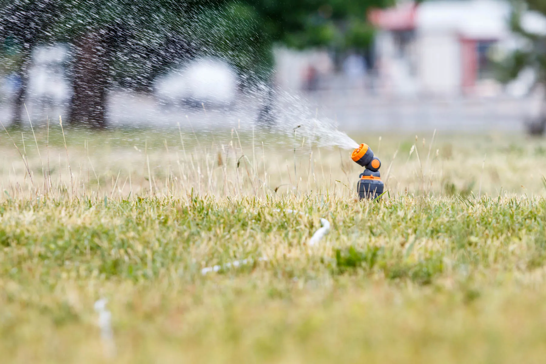 Vandens žarna, pievos laistymas, vanduo