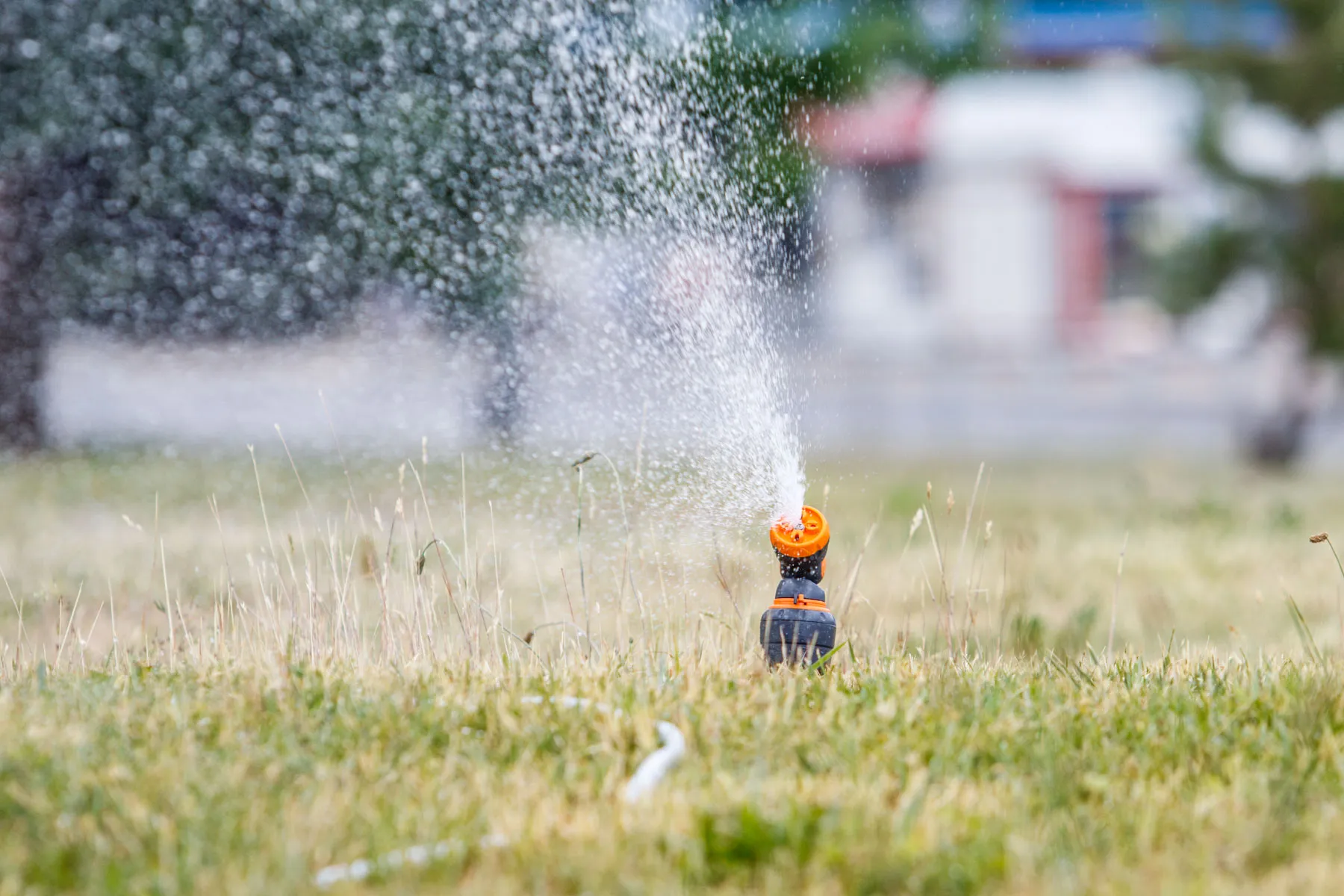 Vandens žarna, pievos laistymas, vanduo