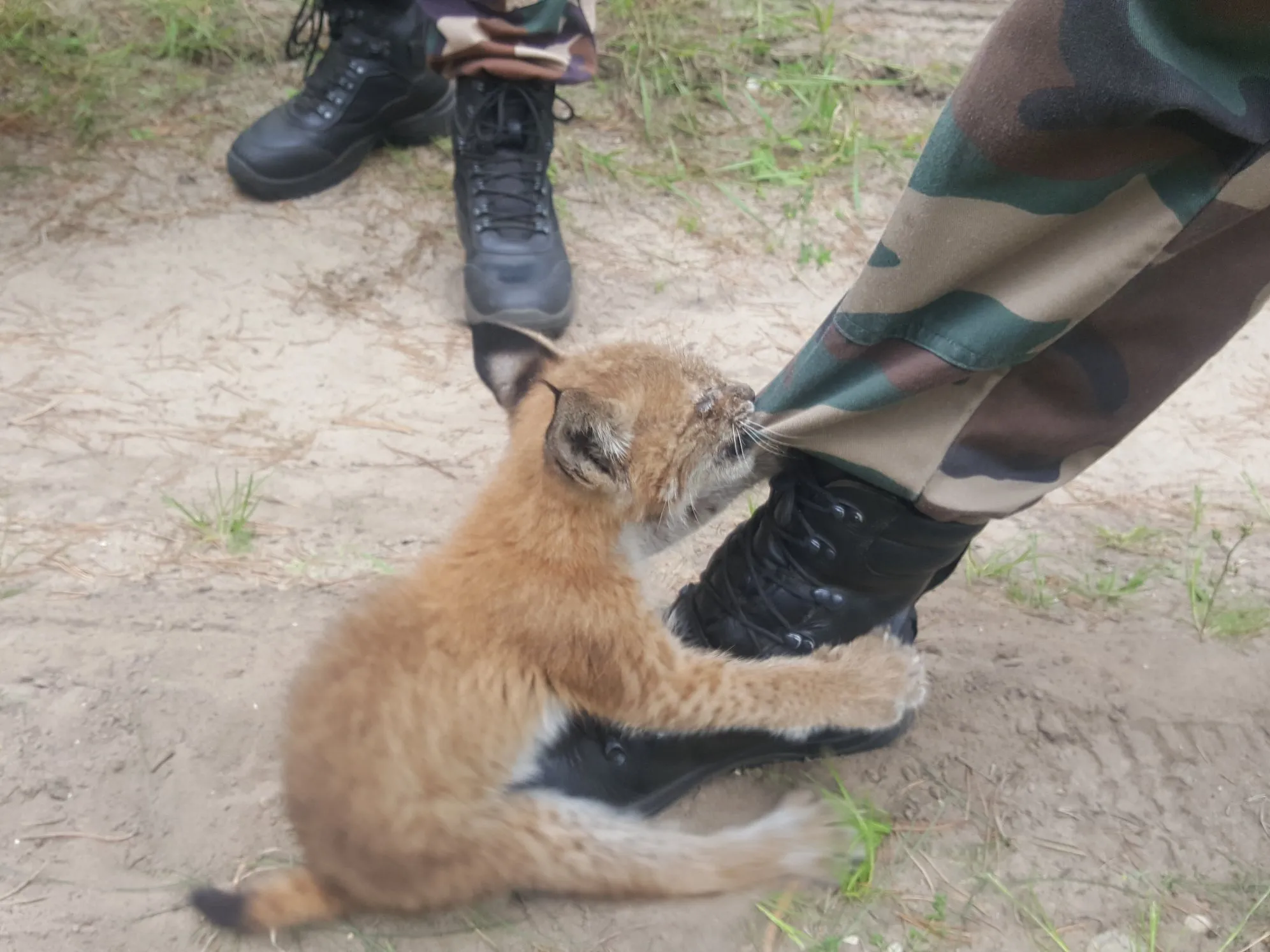Kaune gyvūnų globėjai priglaudė lūšiuką