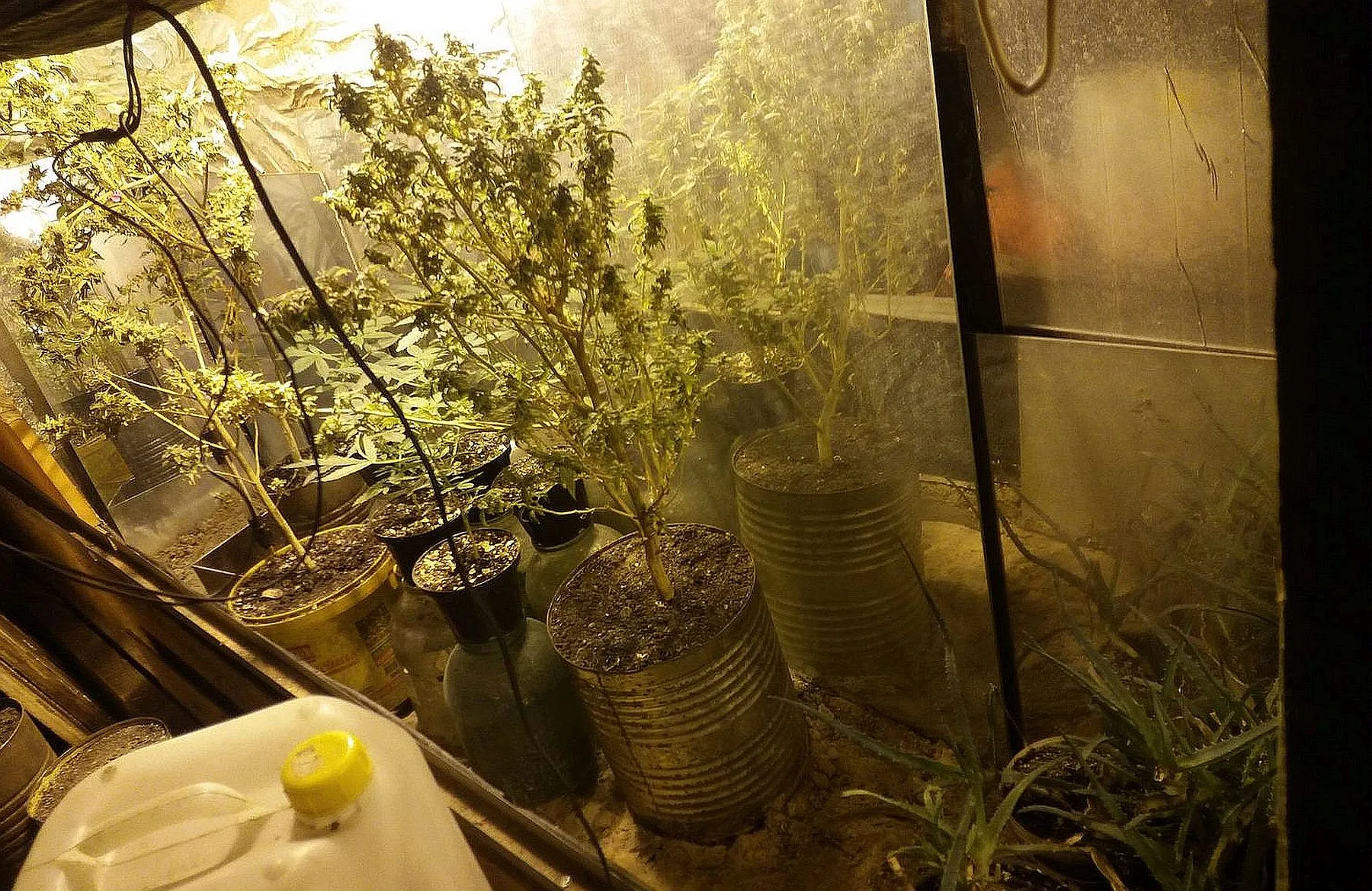 Kanapių auginimo laboratorija