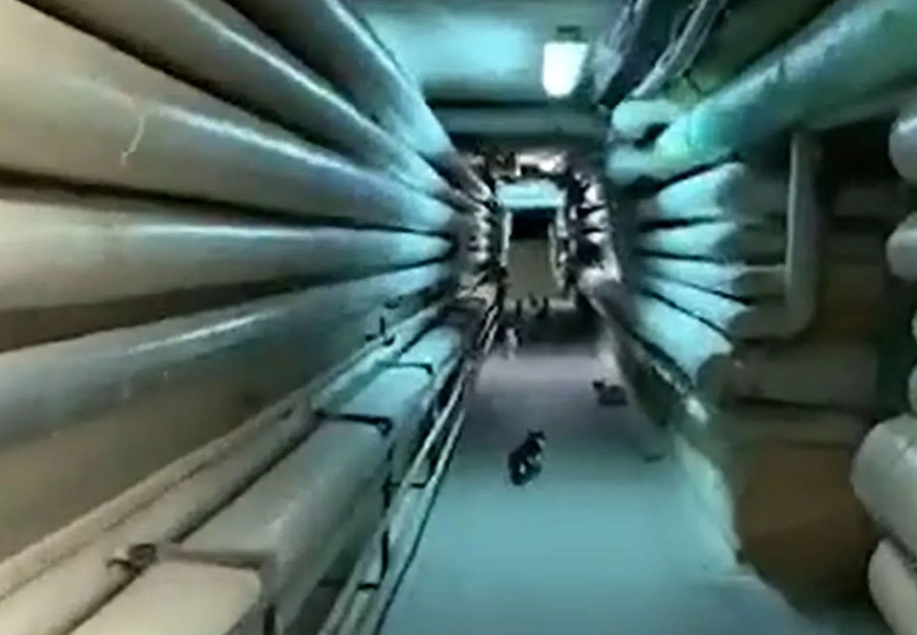 Katės Kauno klinikų tuneliuose