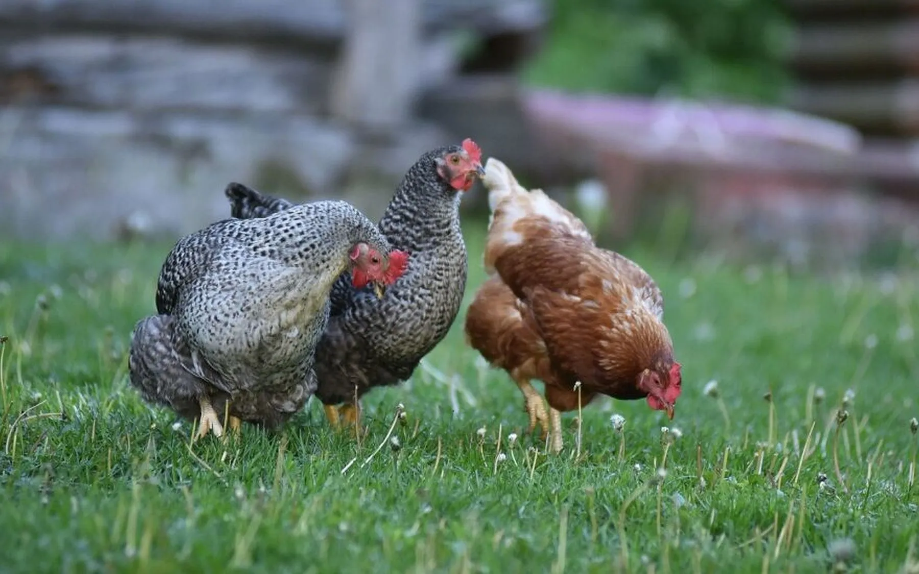 romo-sadausko-kvietkeviciaus-vistos