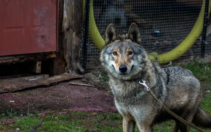 Vilko ir šuns hibride Luna