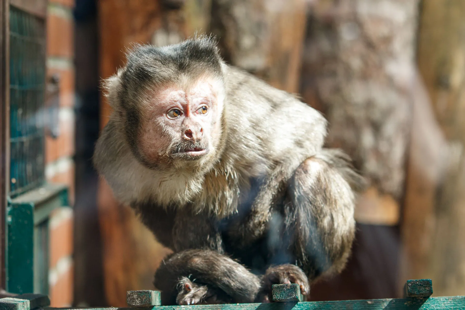 Zoologijos sodo rekonstrukcijos pristatymas