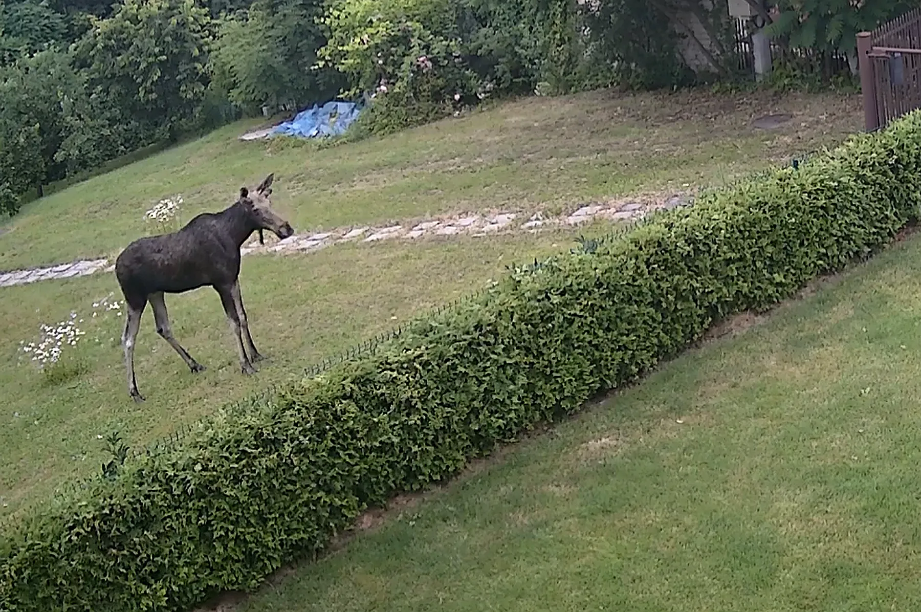 Į kauniečio kiemą užsuko briedis