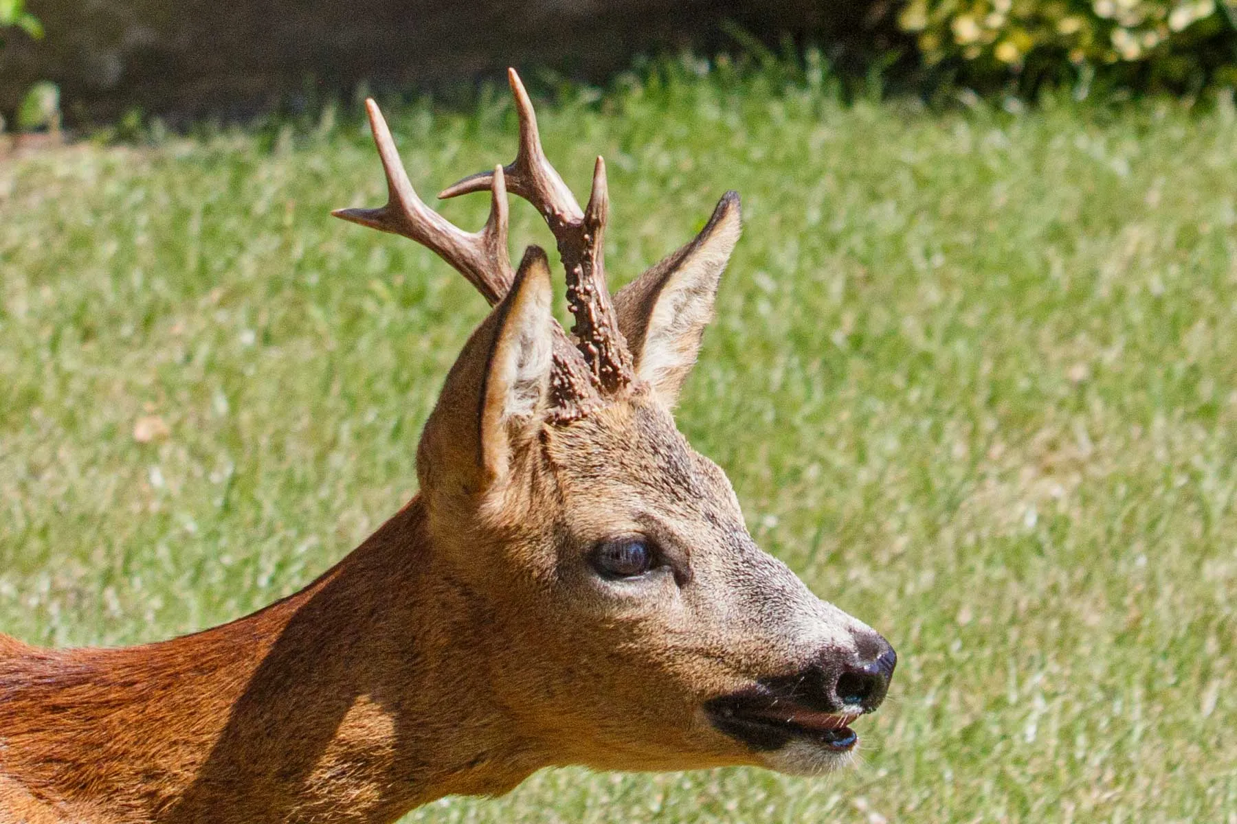 Stirna miesto centre
