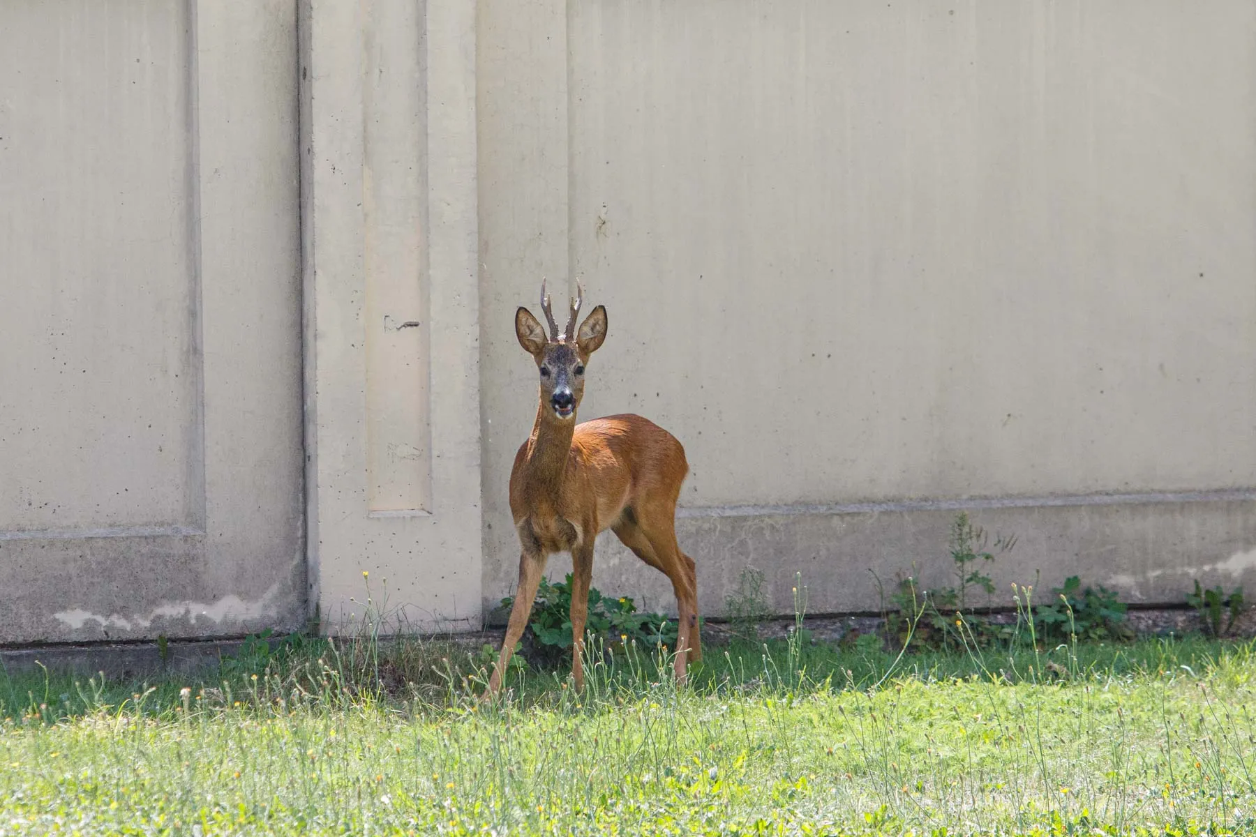Stirna miesto centre