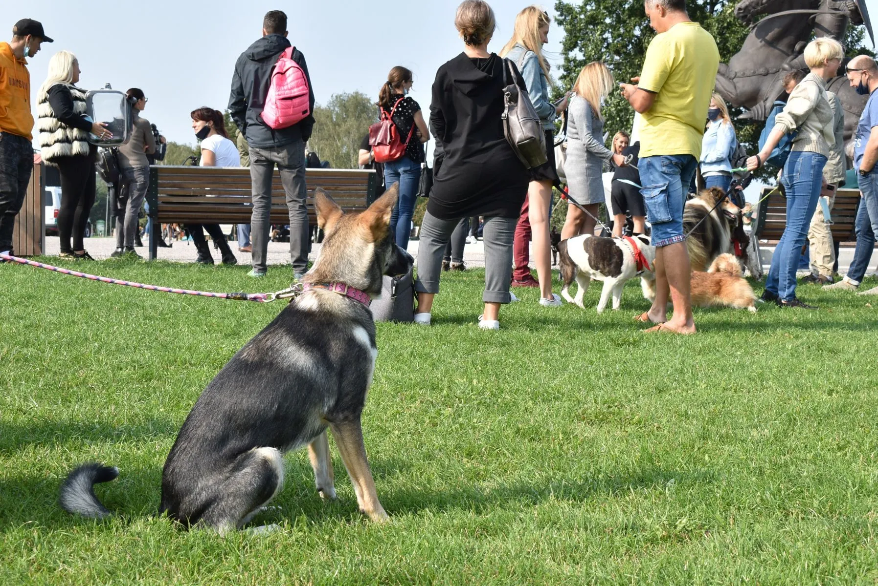 Eitynės už gyvūnų teises