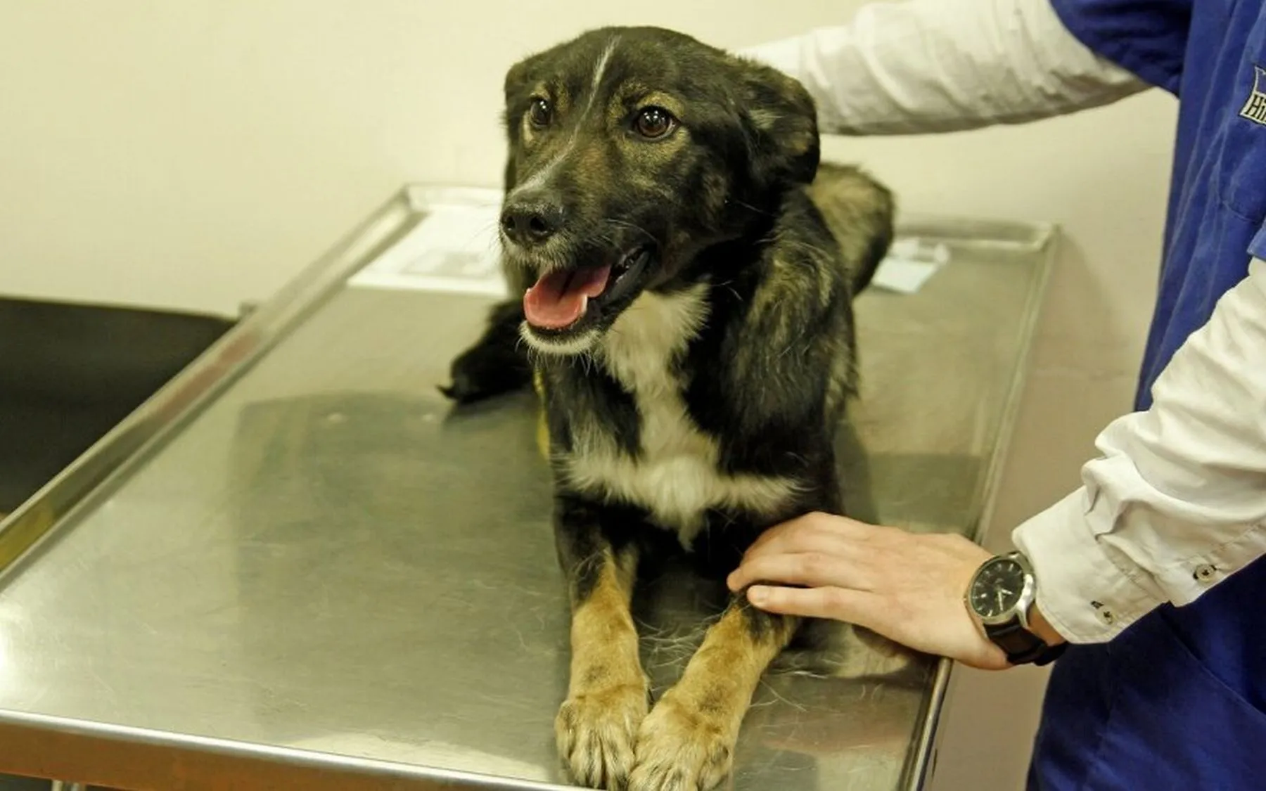 Gyvūnų ženklinimas, šuo