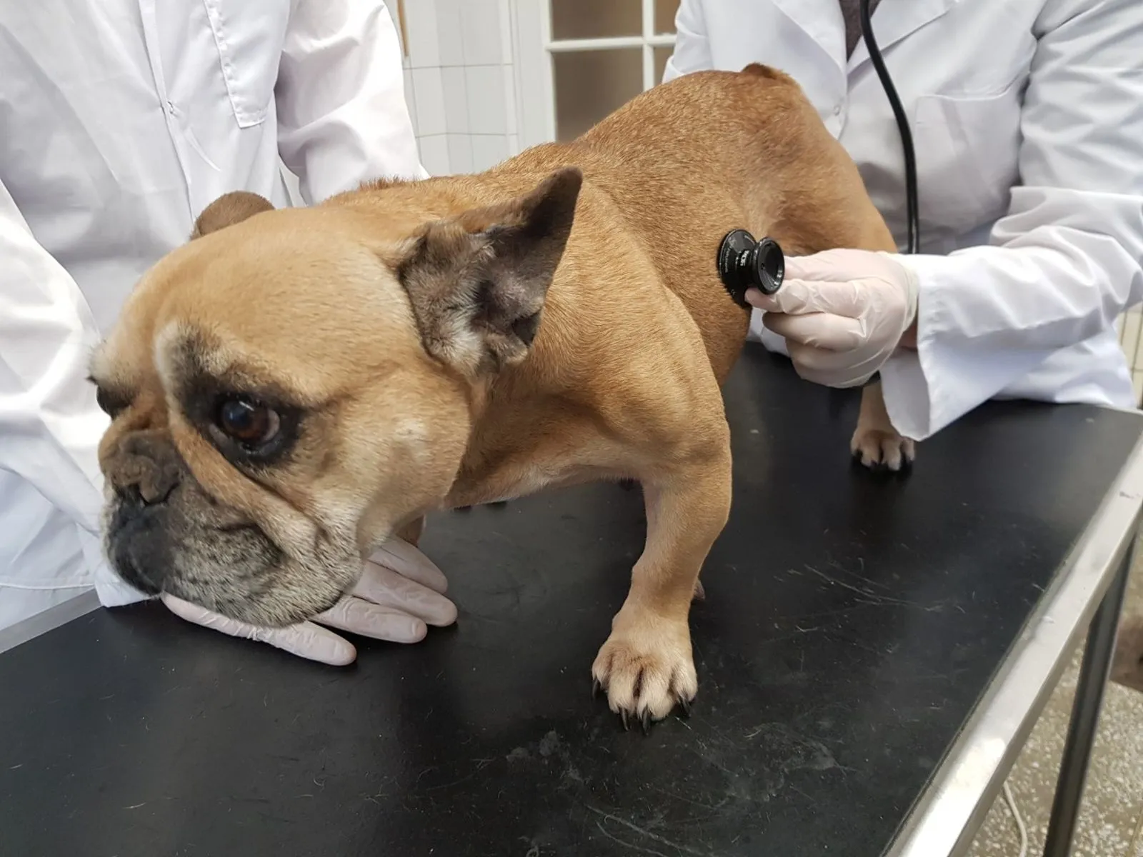 Plaučių auskultacija