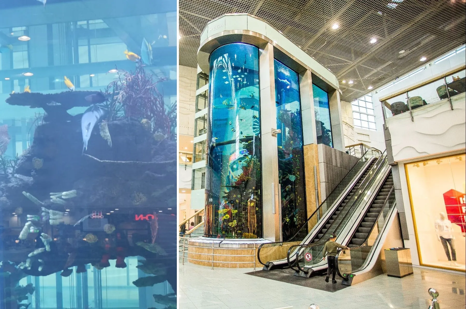 „Megoje“ nugaišo ryklys