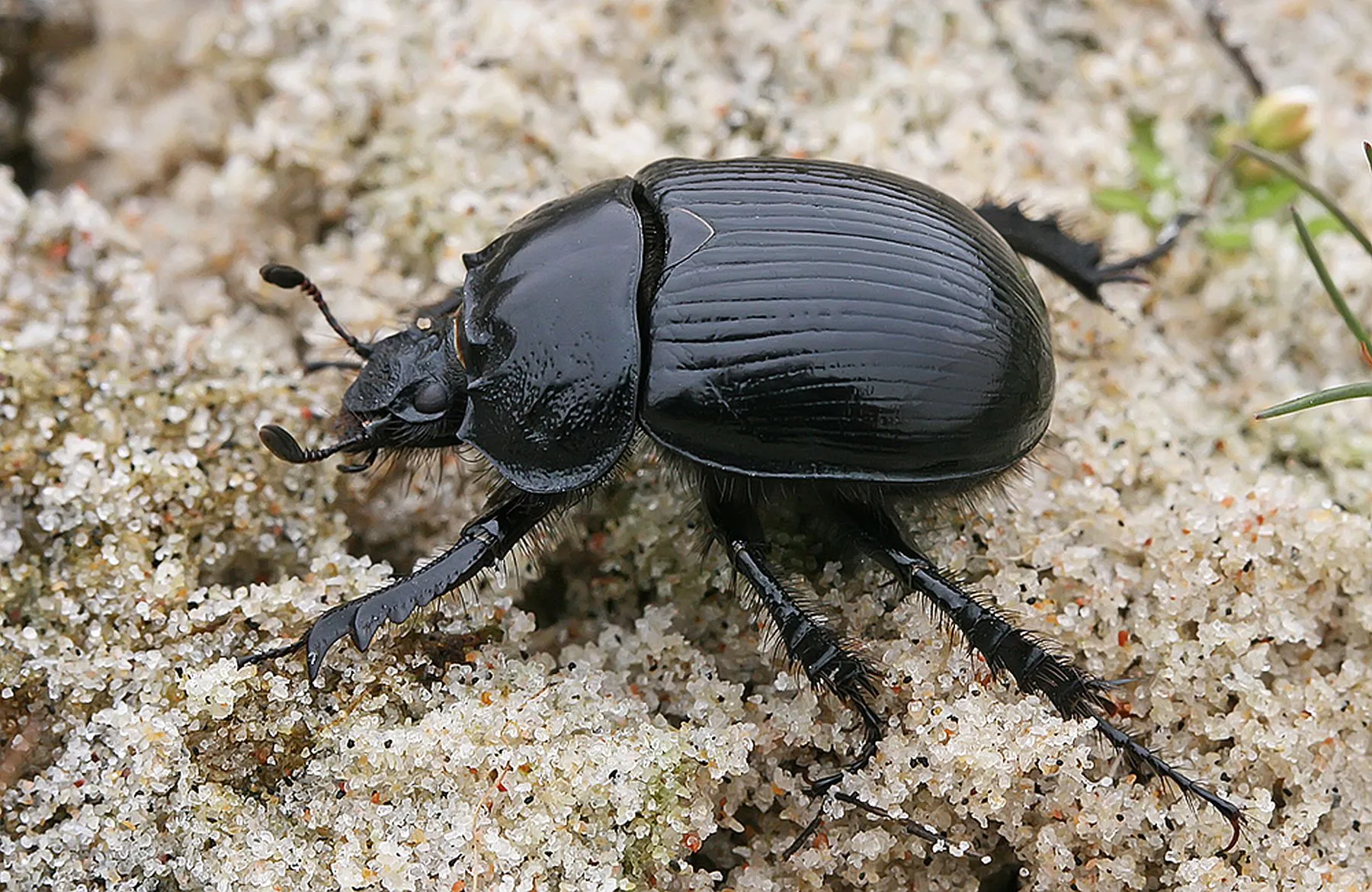 Triragis mėšliavabalis