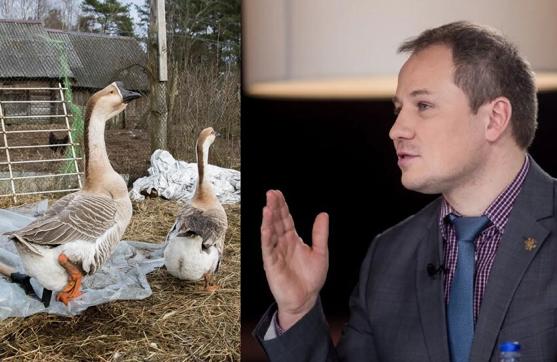 Atlyginimas paukščiais