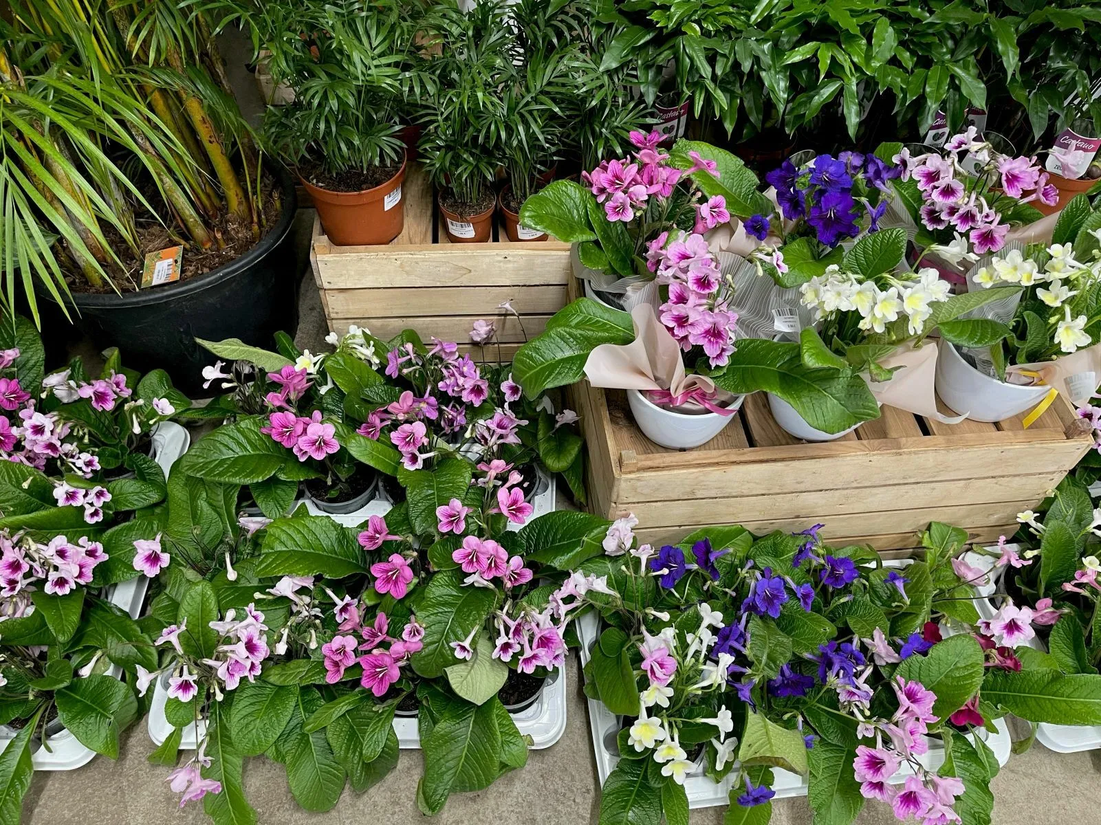 „Pasaulio gėlės“ / Organizatorių nuotr.