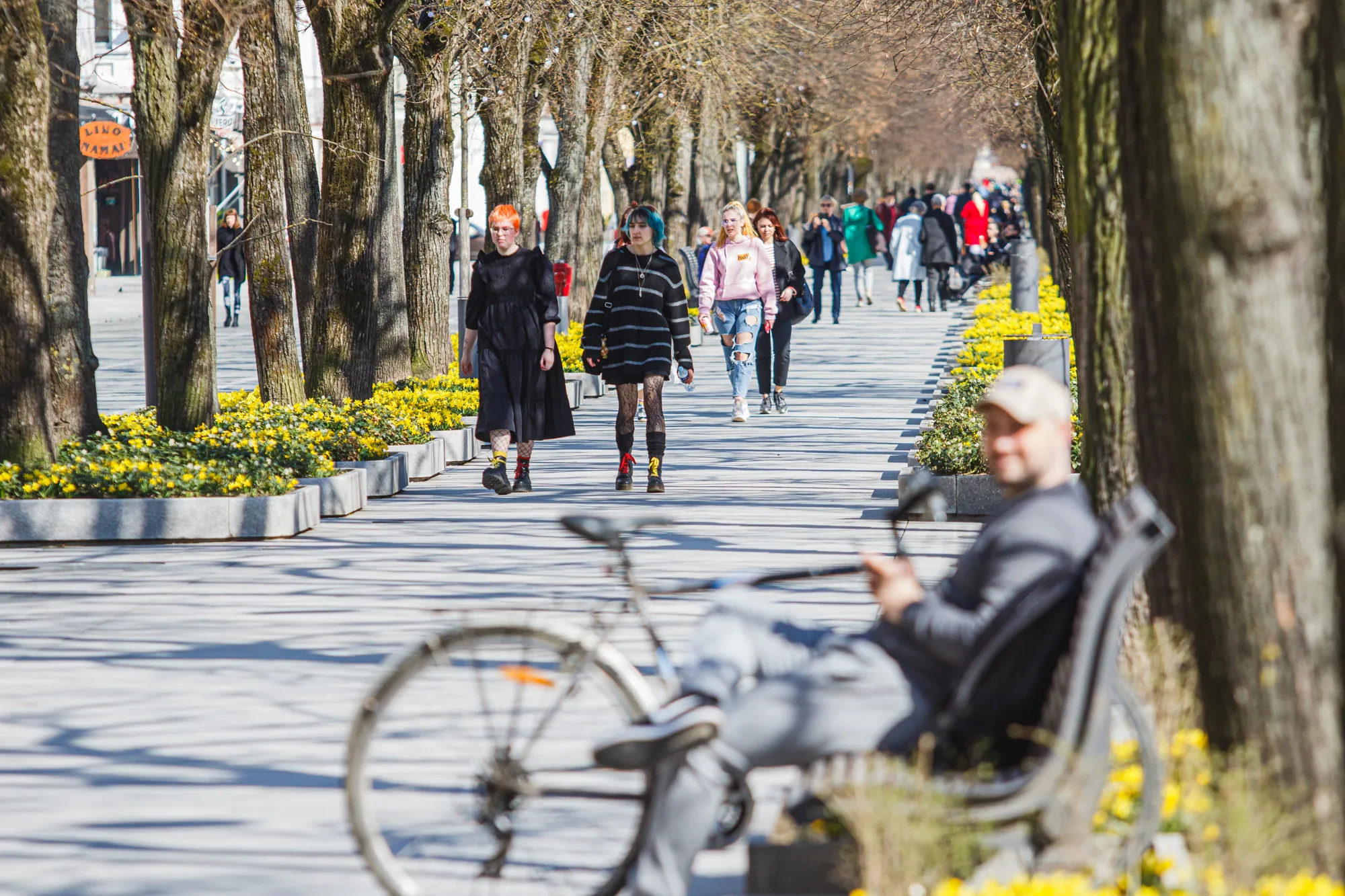 Sužydėjo narcizai Laisvės alėjoje