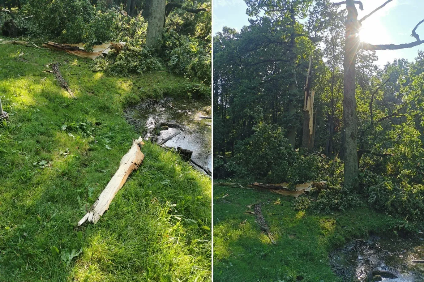 Žaibas susprogdino medį