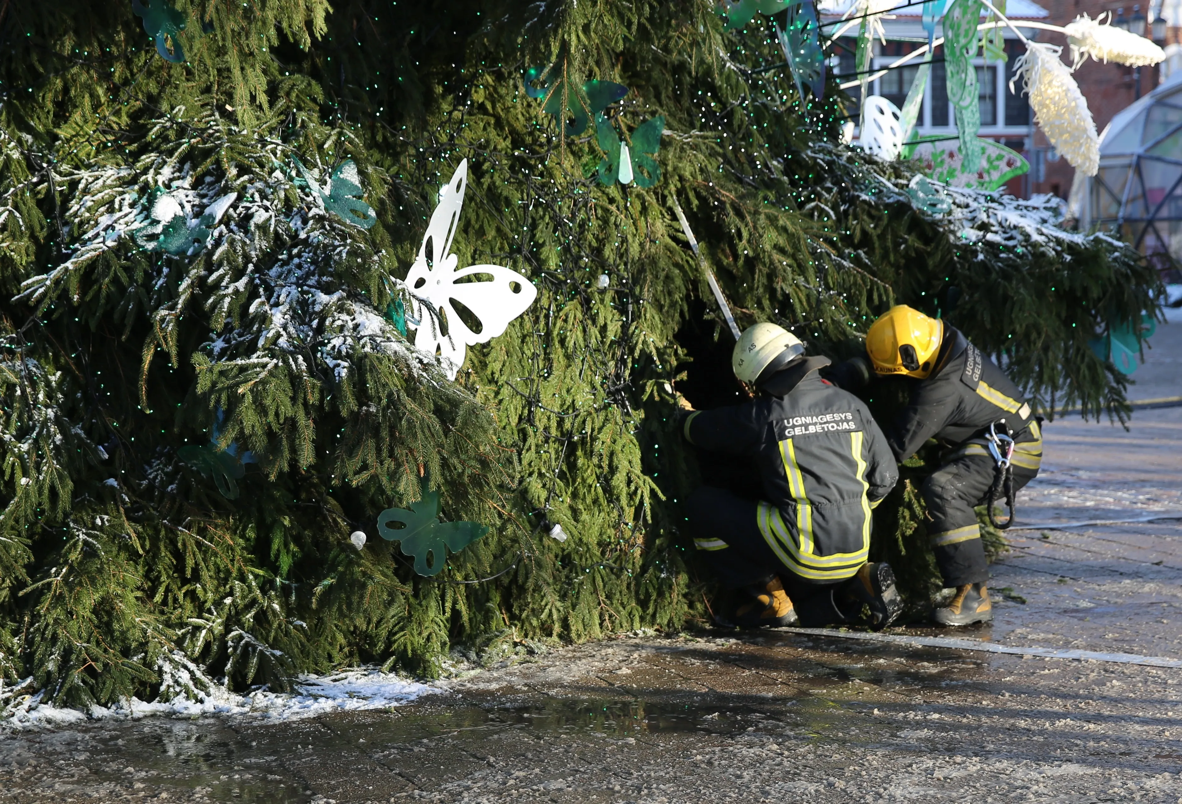 Aliarmas prie Kauno eglės