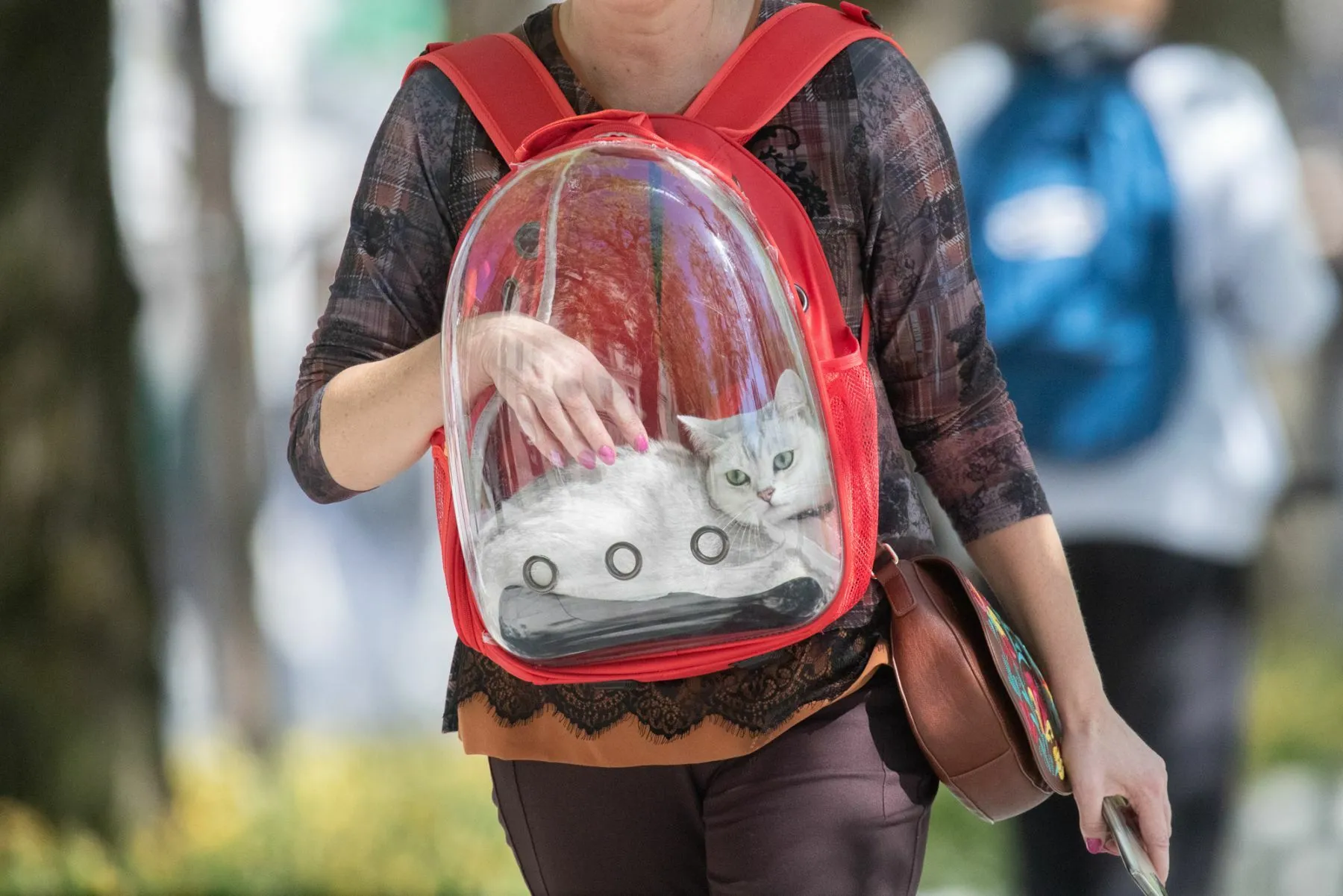 Kauniečių šunys, katė, gyvūnas