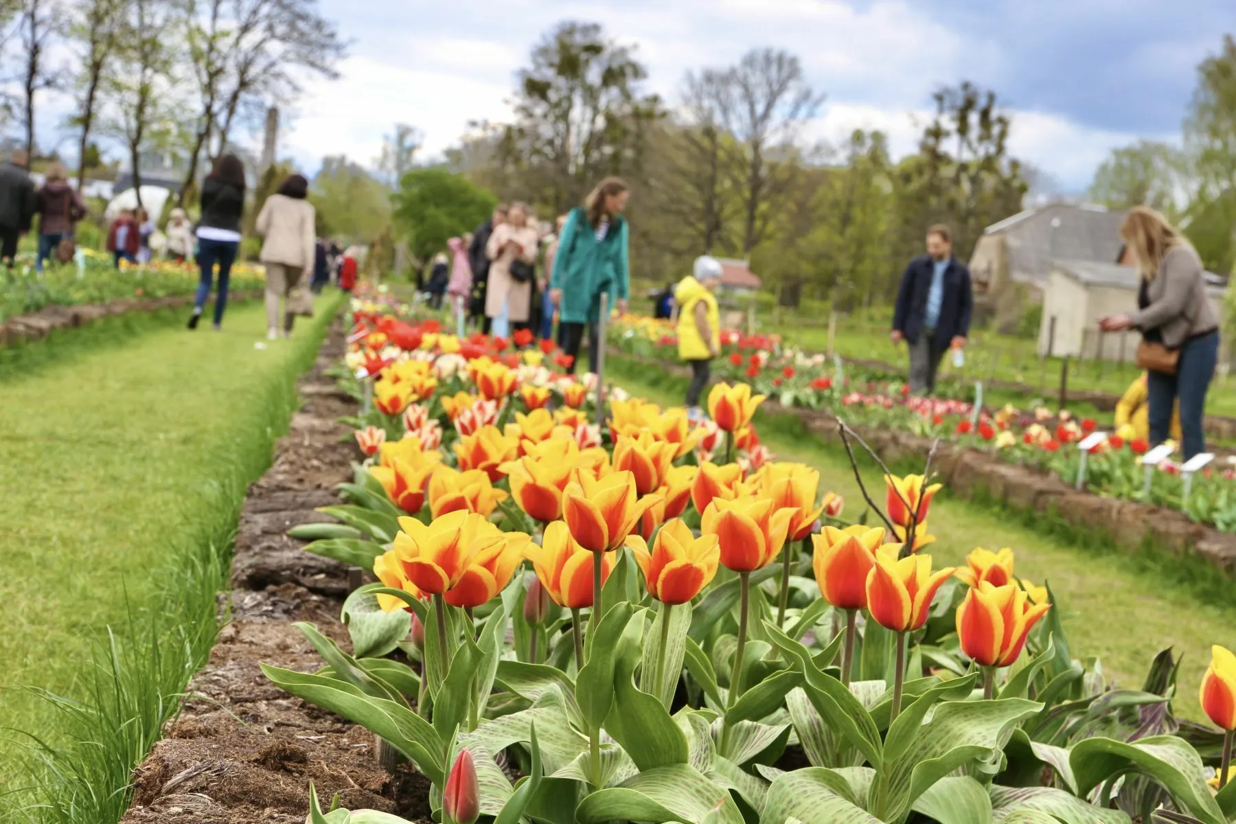 Tulpės botanikos sode