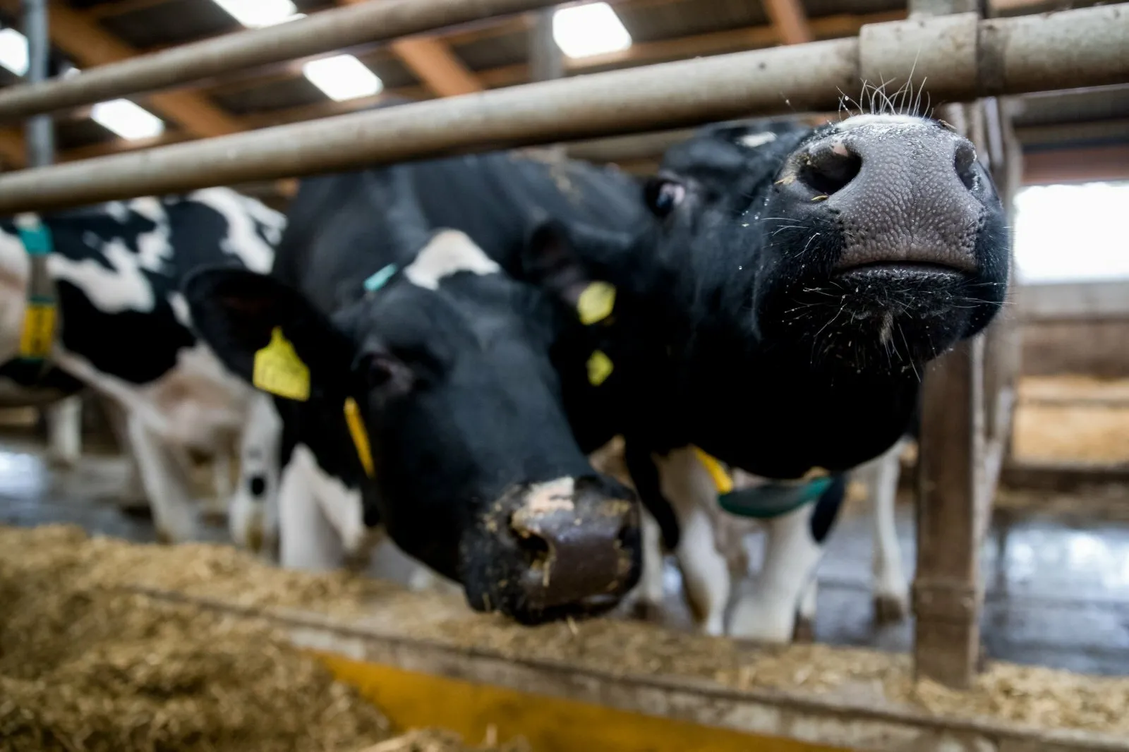 Karvės, ūkis, galvijai