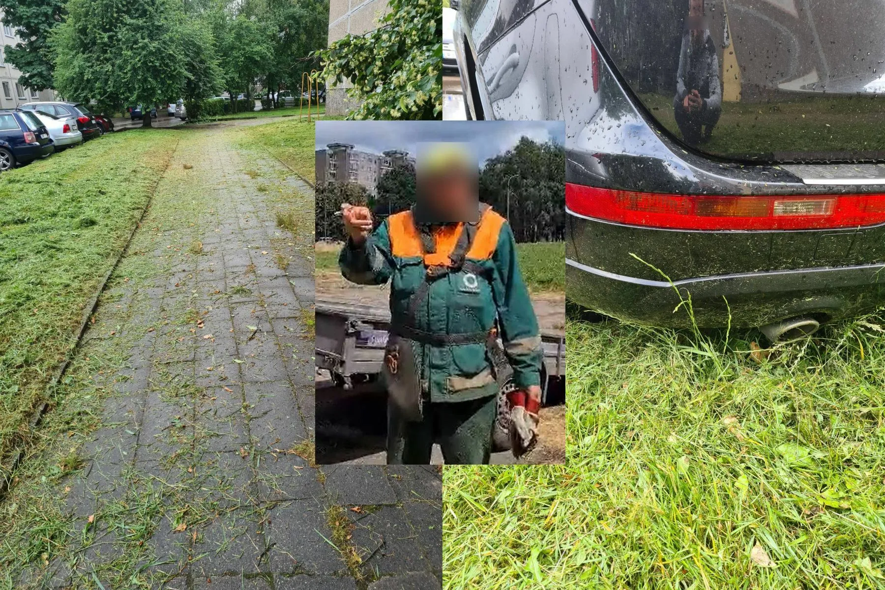 Eiguliuose pjaunama žolė