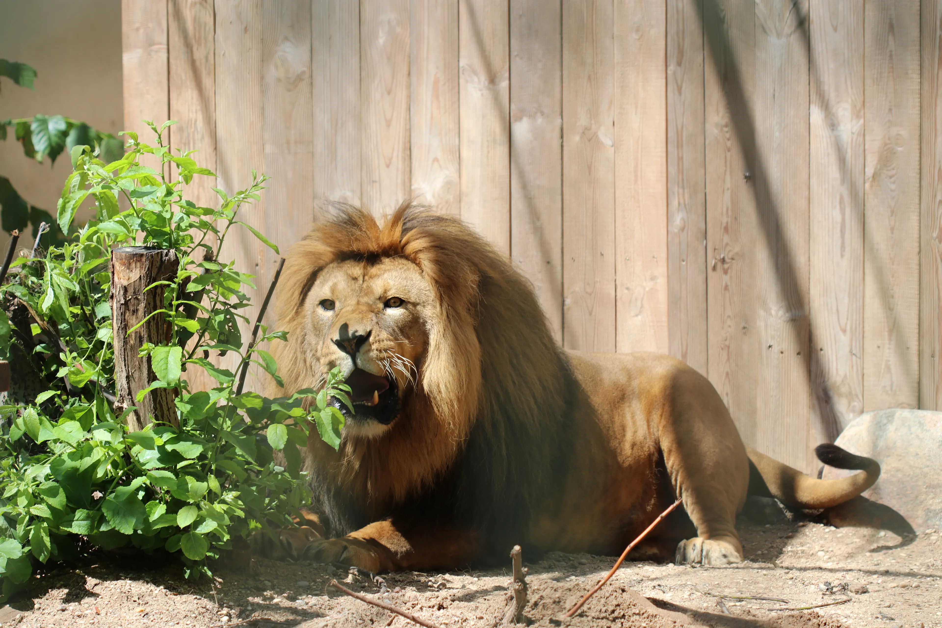 Liūtai Lietuvos zoologijos sode