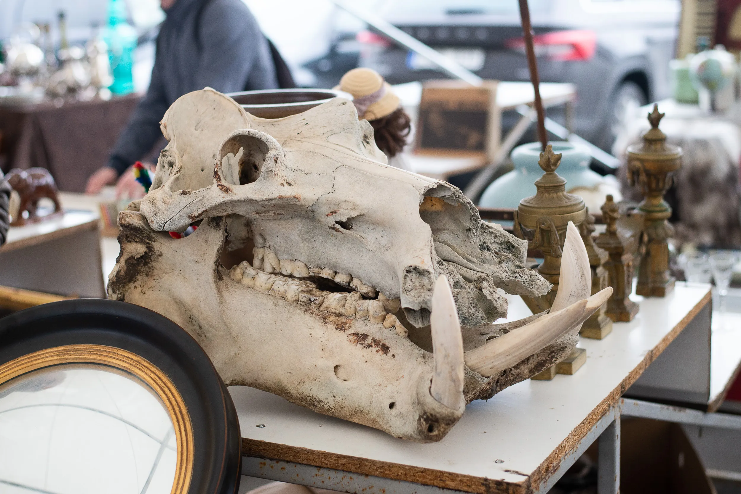 Begemoto kaukolė, sendaikčių turgus „Urme“