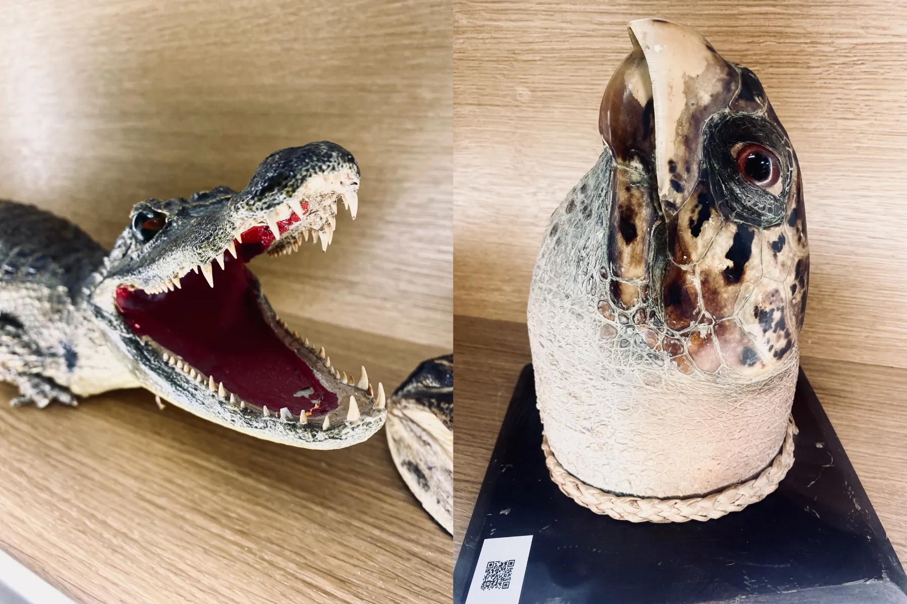 Neleistini trofėjai