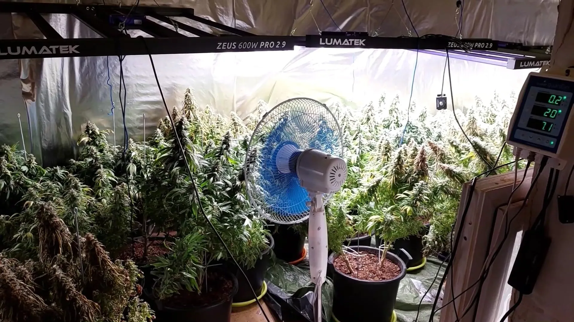 Demaskuoti kanapių ūkiai